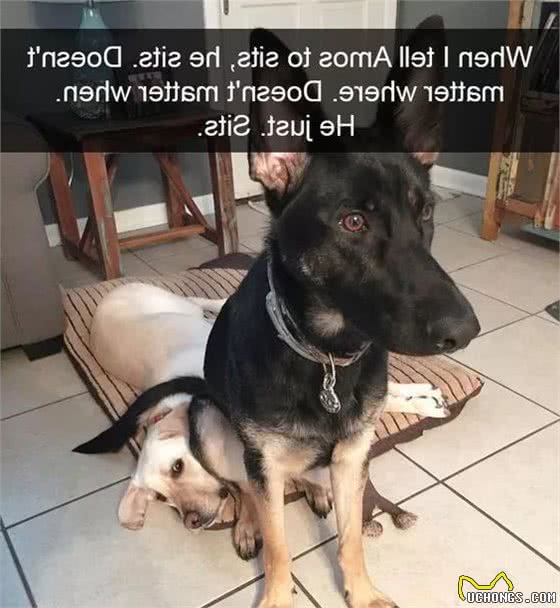 狗喜欢坐猫，咋办？
