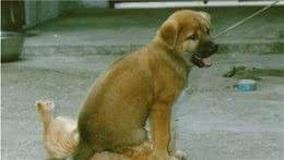 狗喜欢坐猫，咋办？