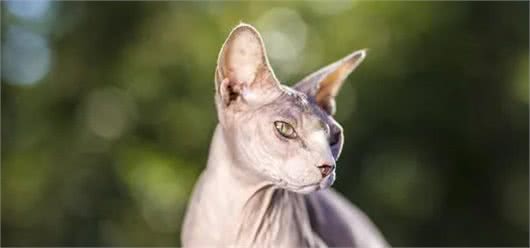 世界上最丑的猫咪—斯芬克斯猫