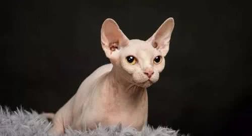 世界上最丑的猫咪—斯芬克斯猫
