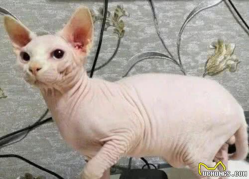 世界上最丑的猫咪—斯芬克斯猫