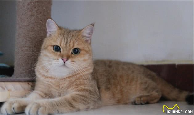 为什么说养了“英短”猫不后悔？其实是因为这6个好处