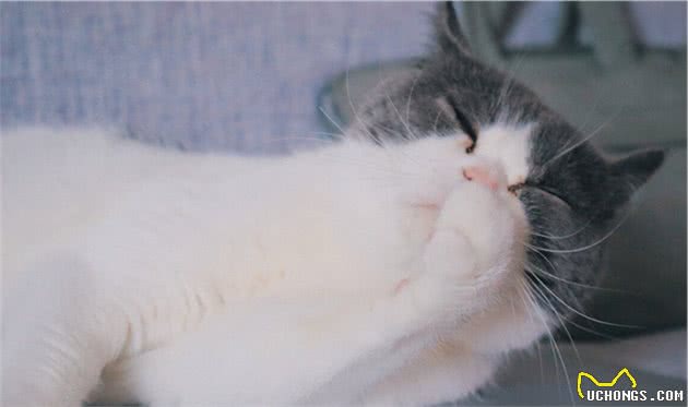 为什么说养了“英短”猫不后悔？其实是因为这6个好处