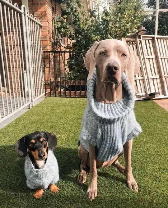 “社恐”患者大威玛犬，被小腊肠狗治愈了