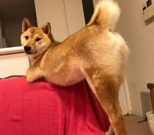 狗狗翘屁股、伸懒腰，想告诉主人这五件事情