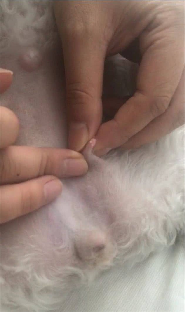 家养母犬的铲屎官应该知道的事