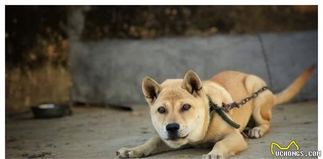 家养母犬的铲屎官应该知道的事