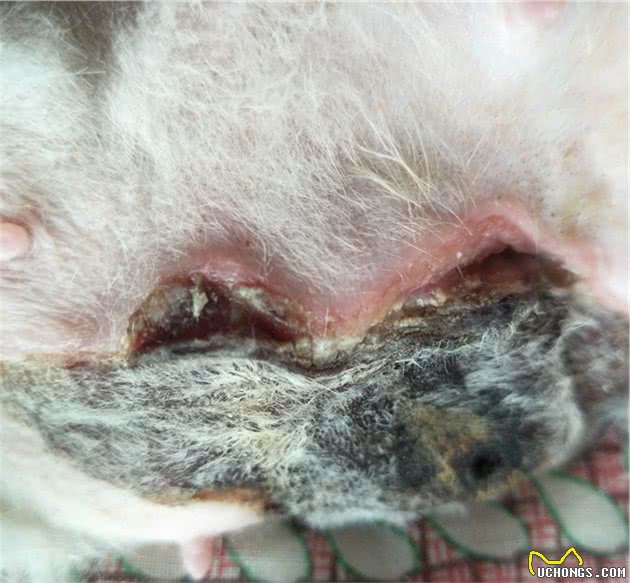 家养母犬的铲屎官应该知道的事
