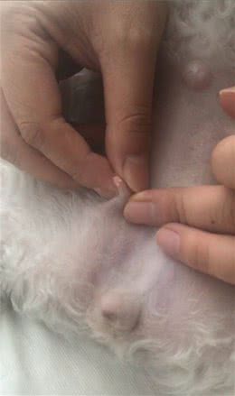 家养母犬的铲屎官应该知道的事