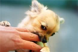 看到有这6点特征的狗狗，最好“敬而远之”