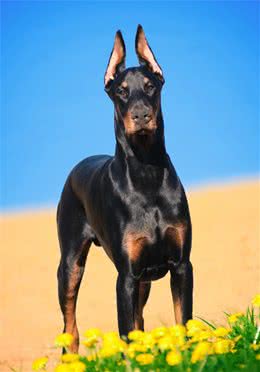 犬中绅士—杜宾犬