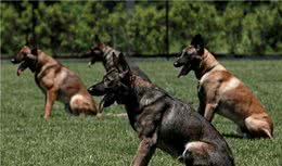 为国效力的五种警用犬，是狗界的“骄傲”