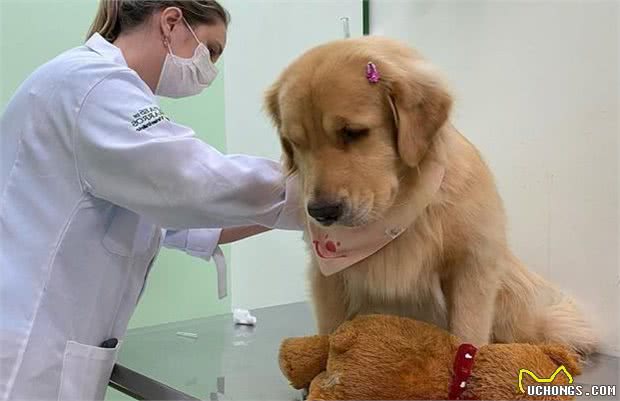 七条实用经验分享，让你更好地饲养金毛犬