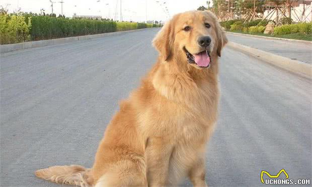 七条实用经验分享，让你更好地饲养金毛犬