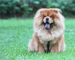 中国著名犬类：松狮狗，你知道多少？