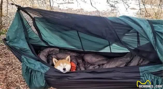 暖心！国外驴友带失明爱犬四处徒步旅行，让狗狗重获希望