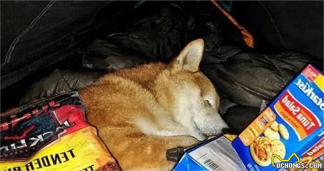 暖心！国外驴友带失明爱犬四处徒步旅行，让狗狗重获希望