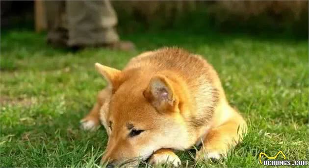 暖心！国外驴友带失明爱犬四处徒步旅行，让狗狗重获希望