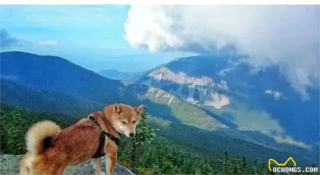 暖心！国外驴友带失明爱犬四处徒步旅行，让狗狗重获希望