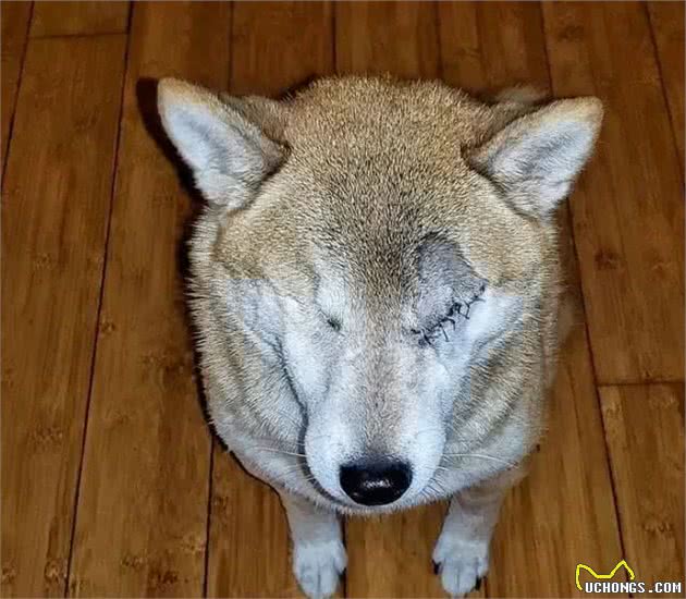 暖心！国外驴友带失明爱犬四处徒步旅行，让狗狗重获希望