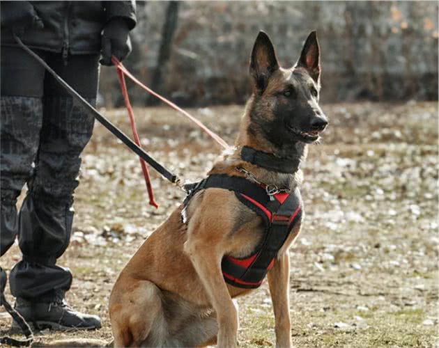 养马犬的十大好处，不养不知道