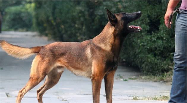 养马犬的十大好处，不养不知道