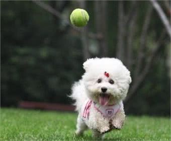 比熊犬这6个行为，竟然是“智商高”的表现，很多人还在责怪