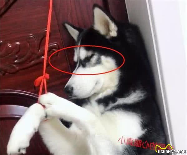 铲屎官：养狗别做这些“蠢事”，对狗子没好处