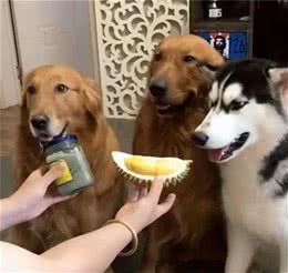 铲屎官：养狗别做这些“蠢事”，对狗子没好处