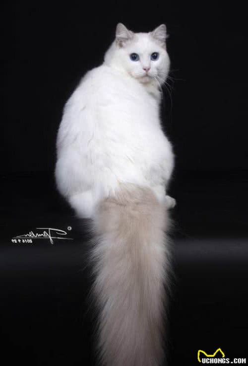 布偶猫只有双色和重点吗—所有花色科普