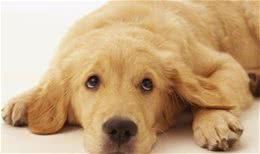 注意了！狗狗最害怕这6件事