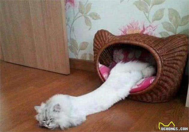 “未解之谜”：猫咪站起来，到底有多长？
