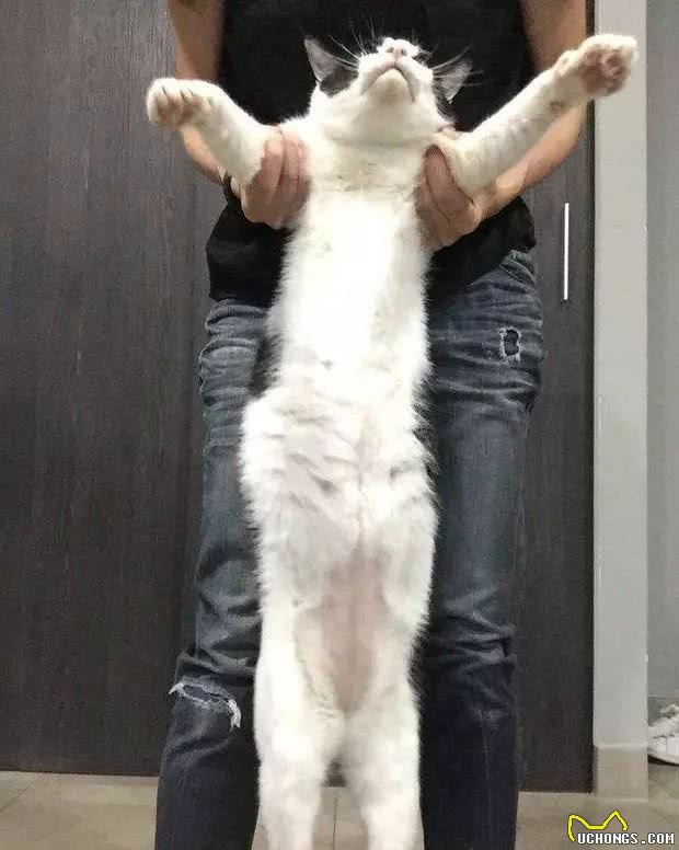 “未解之谜”：猫咪站起来，到底有多长？