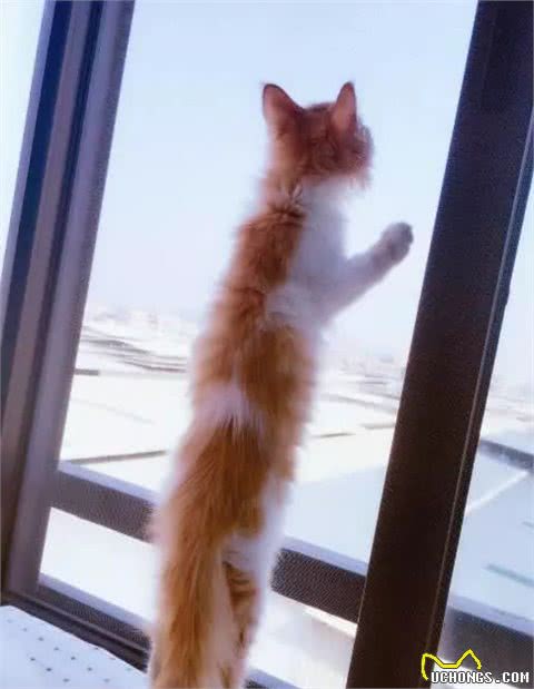 “未解之谜”：猫咪站起来，到底有多长？