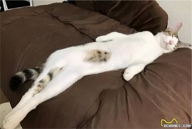 “未解之谜”：猫咪站起来，到底有多长？