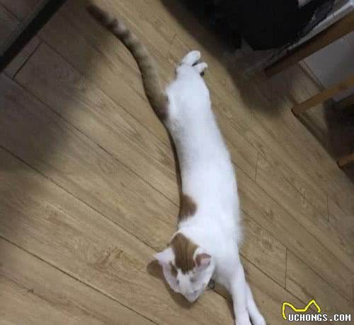“未解之谜”：猫咪站起来，到底有多长？