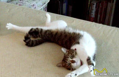 “未解之谜”：猫咪站起来，到底有多长？