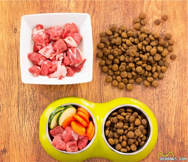 主人这样喂柯基犬，简直就是在害它，喂食5大禁忌你别犯