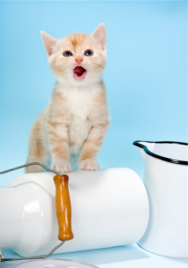 如何去驯养你的猫，正确方法你都知道多少呢？