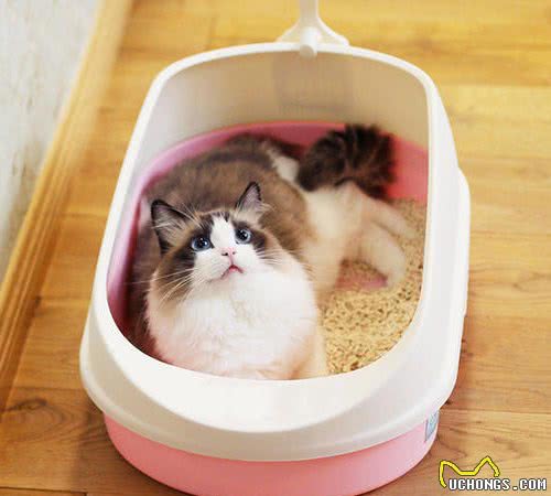 布偶猫最“可怕”几个地方，原来这么多人不养，是有原因的