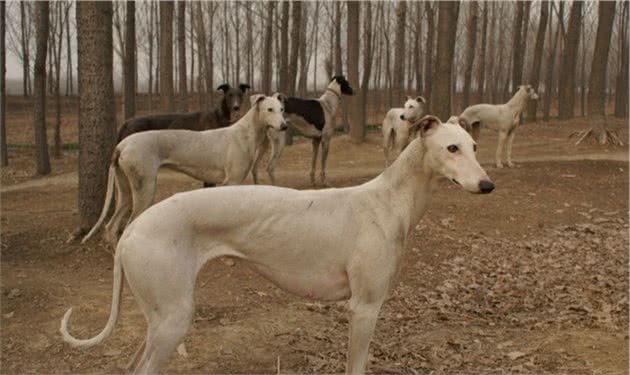为什么＂中国细犬＂那么少人养？