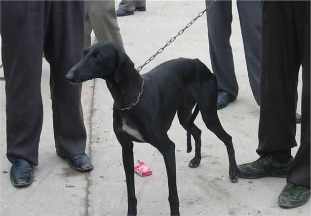 为什么＂中国细犬＂那么少人养？