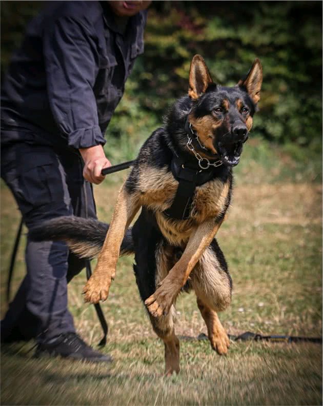 哪种狗是天生的警犬？中国昆明犬当之无愧
