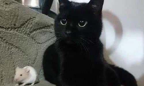 猫中黑豹，小黑豹孟买猫