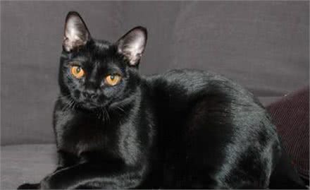 猫中黑豹，小黑豹孟买猫