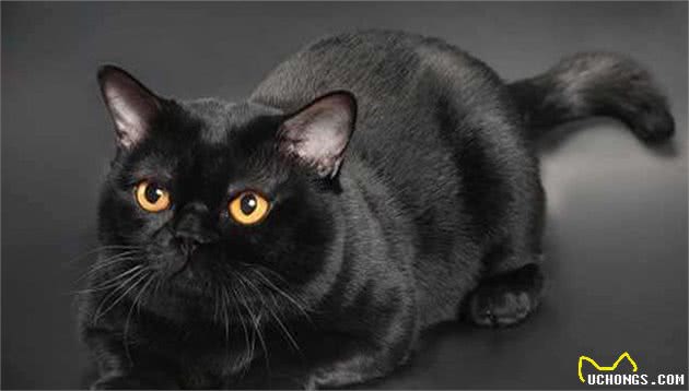 猫中黑豹，小黑豹孟买猫