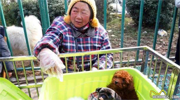 老祖宗选狗方法：用这5个“妙招”，选到的狗狗基本不会差