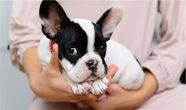 想养法国斗牛犬前，你要想好能不能接受这些问题