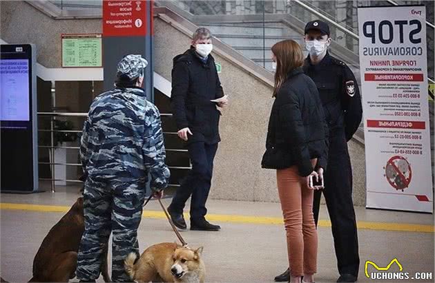 俄罗斯唯一的柯基当警官，和德牧搭档巡逻