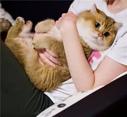 关于猫咪，那些鲜为人知的“冷知识”
